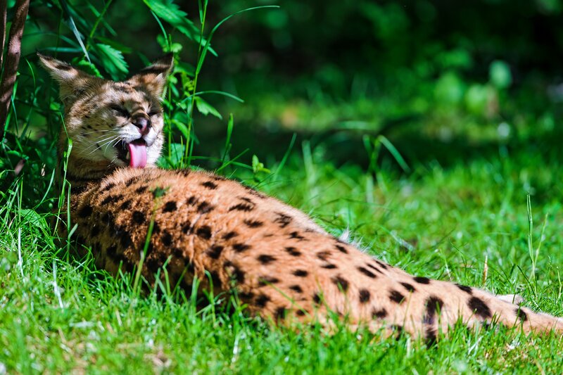 Serval Cat in Grass — Green, Relaxed