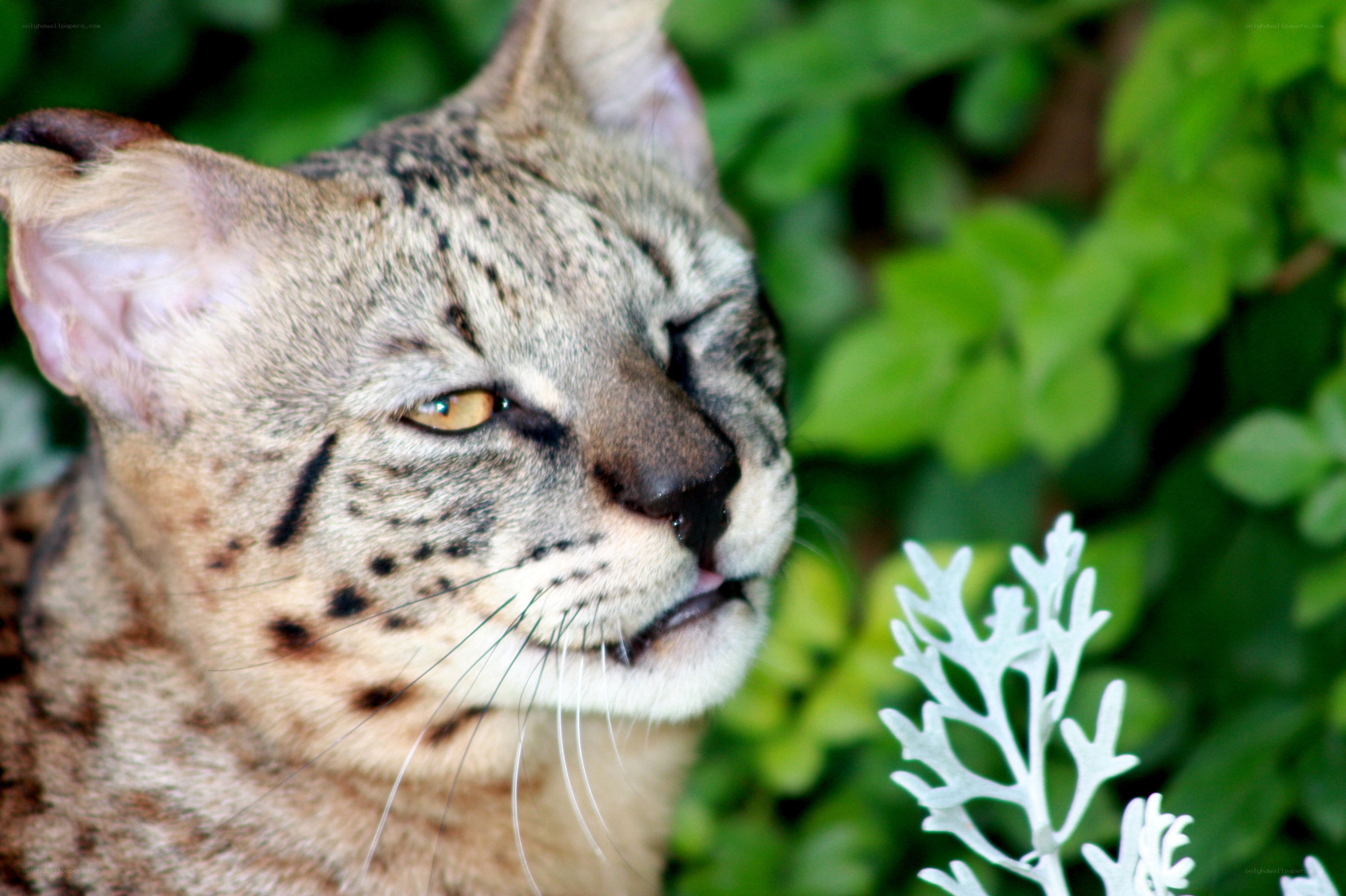 Serval cat in green foliage