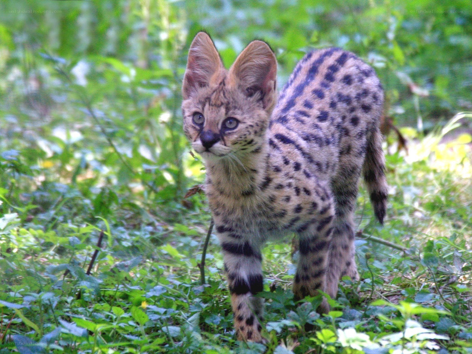 Serval cat in green foliage