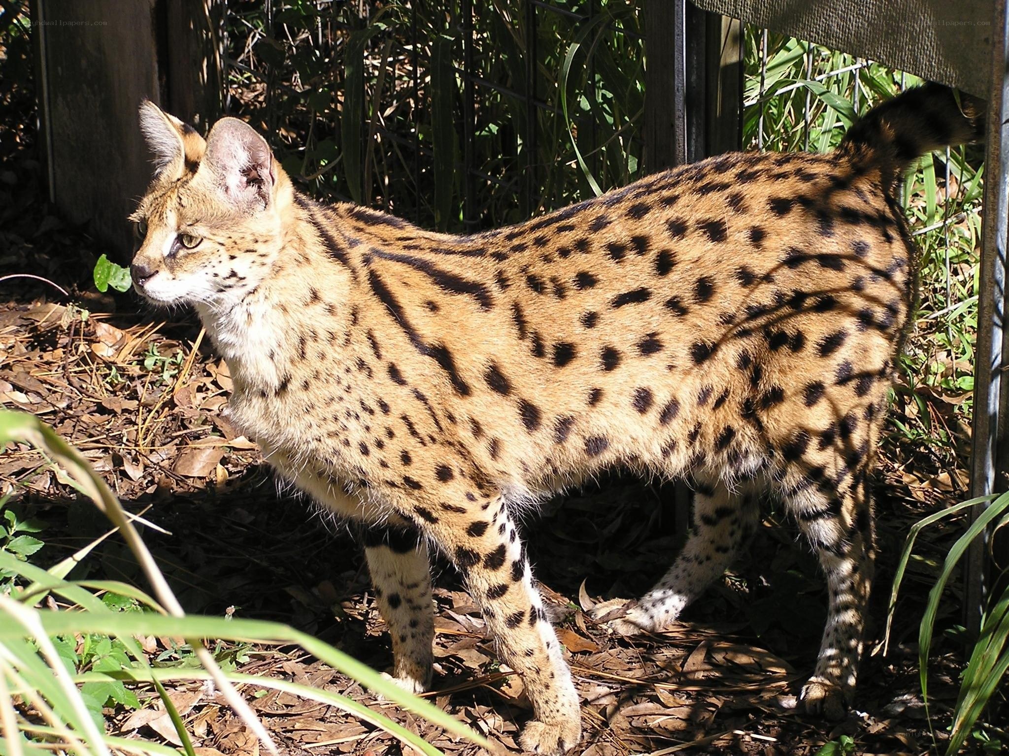 Serval cat in natural enclosure