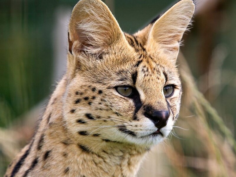 Serval cat in natural habitat
