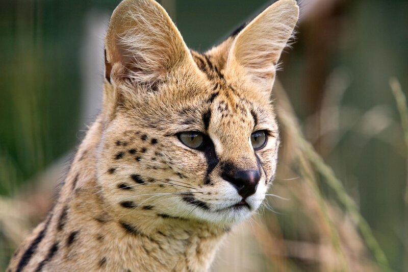 Serval cat in natural habitat