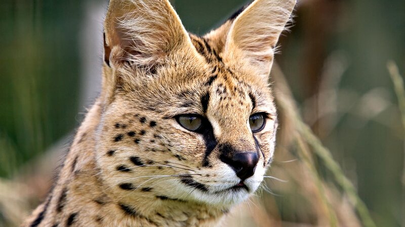 Serval cat in natural habitat