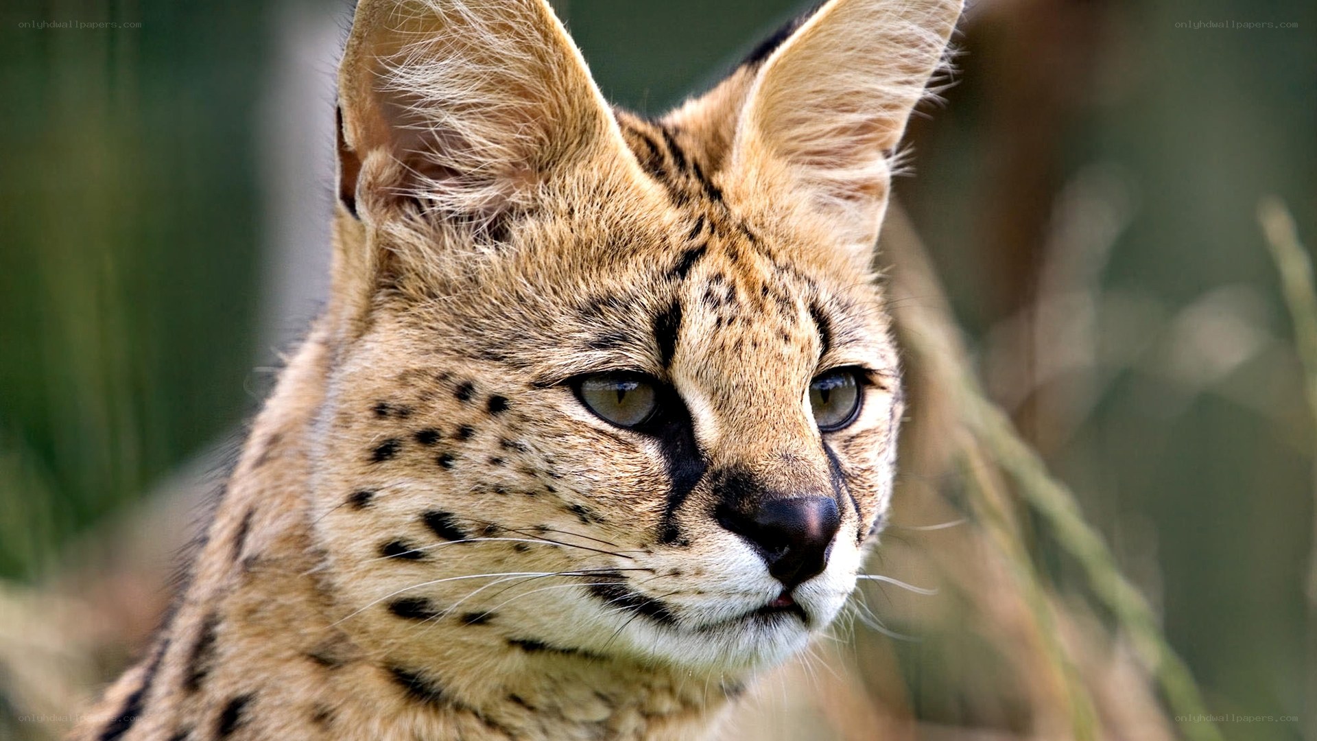 Serval cat in natural habitat