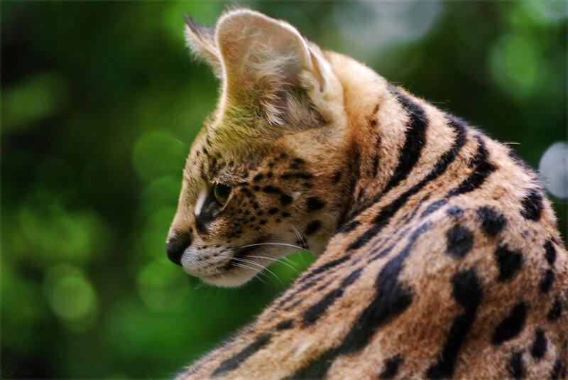 Serval cat in profile