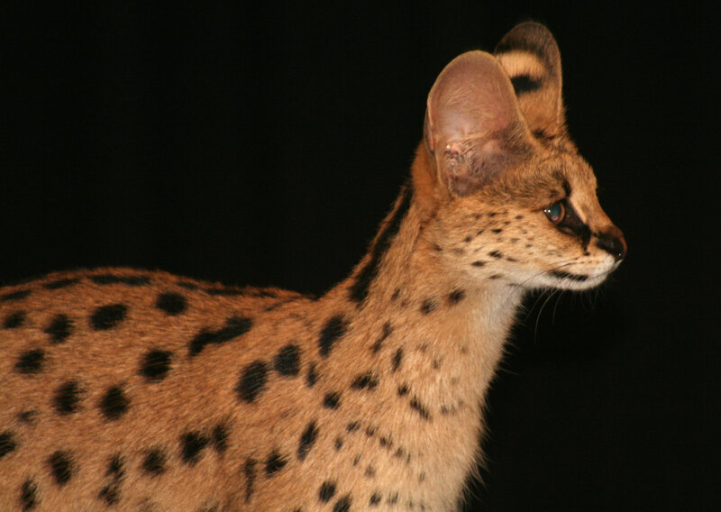Serval cat in profile