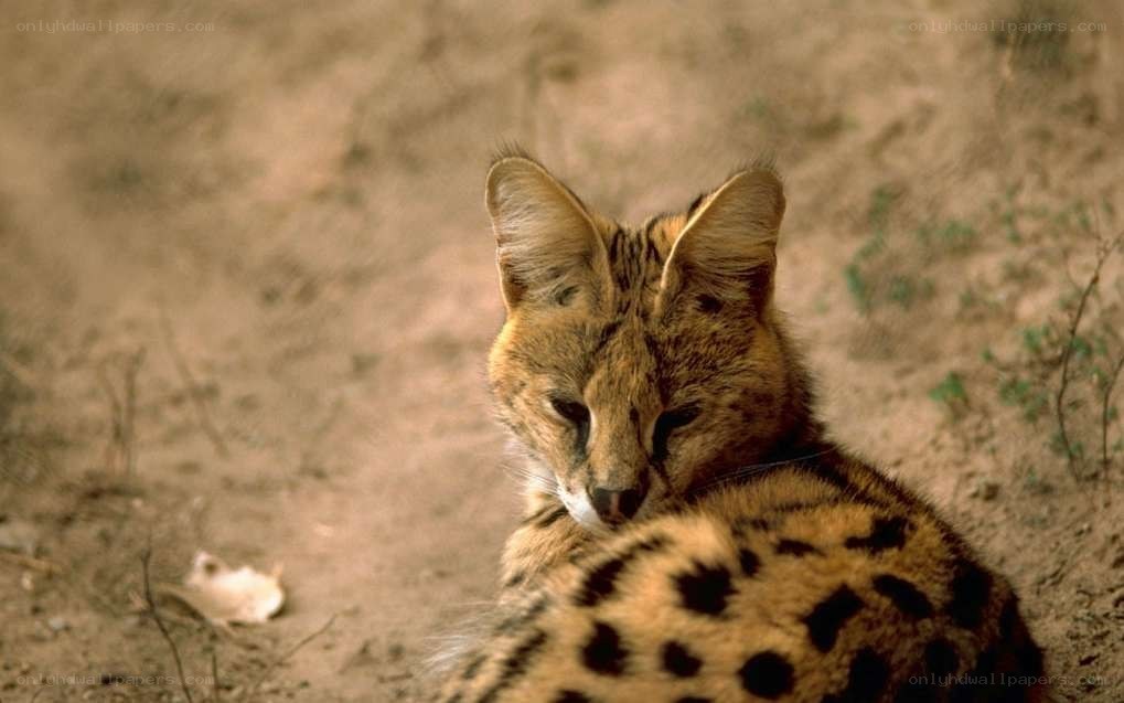 Serval cat in the wild