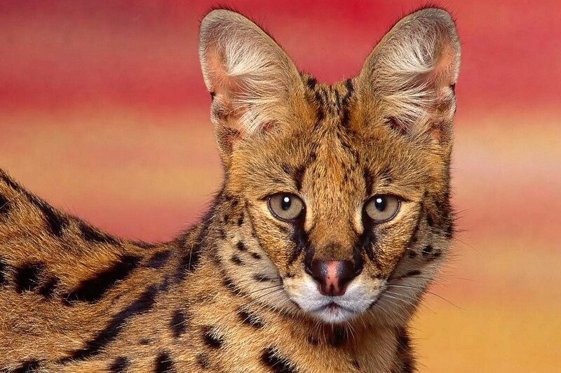 Serval cat in the wild