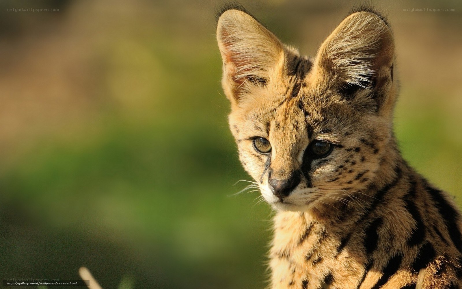 Serval cat in the wild