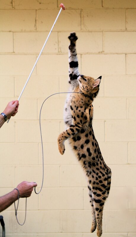 Serval cat jumping for toy