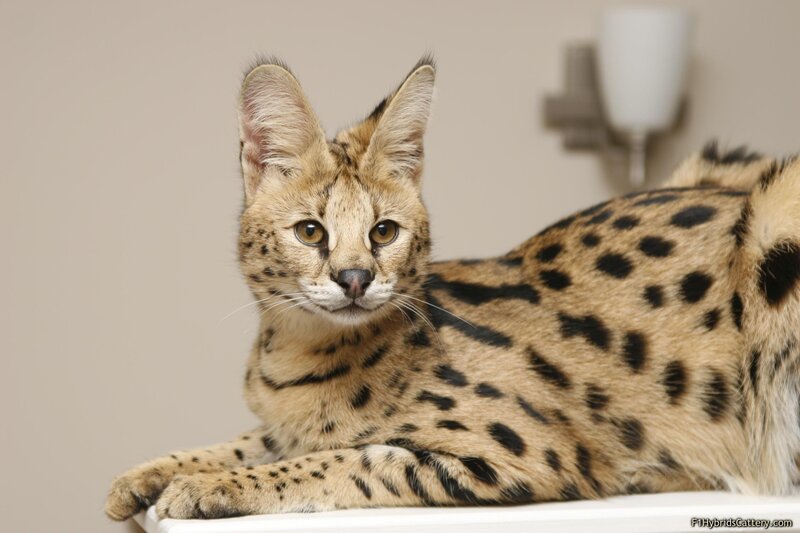 Serval cat lying down