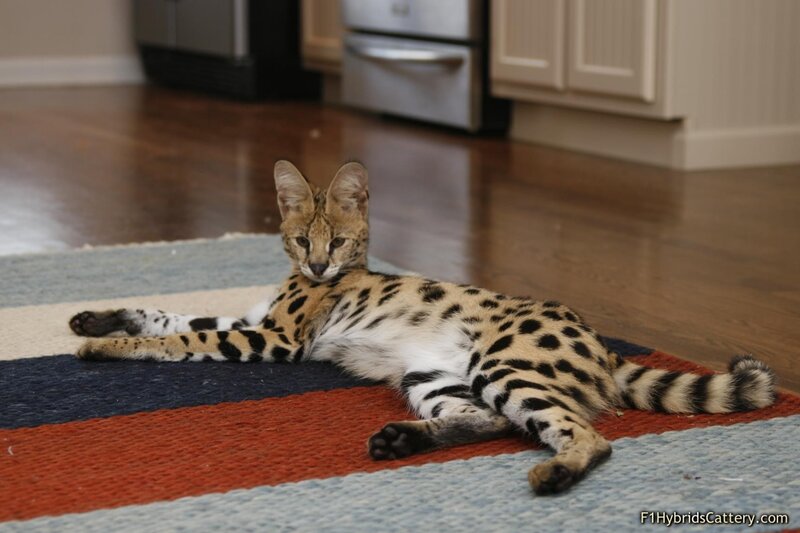 Serval cat on a rug
