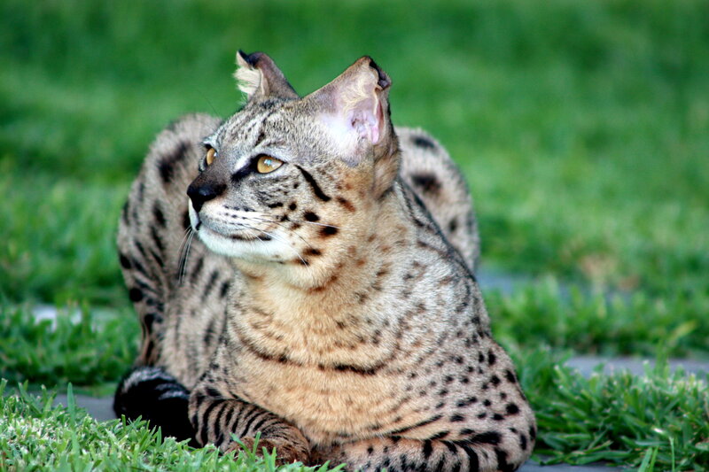 Serval cat on grass