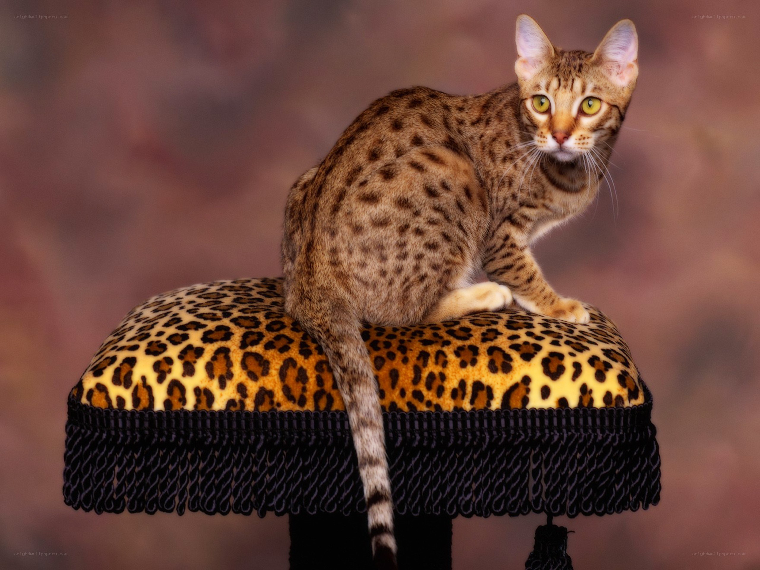 Serval cat on leopard stool