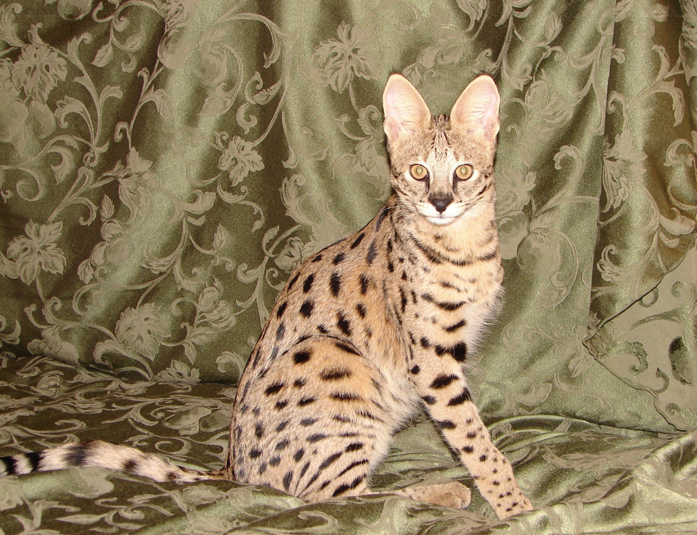 Serval cat on patterned fabric