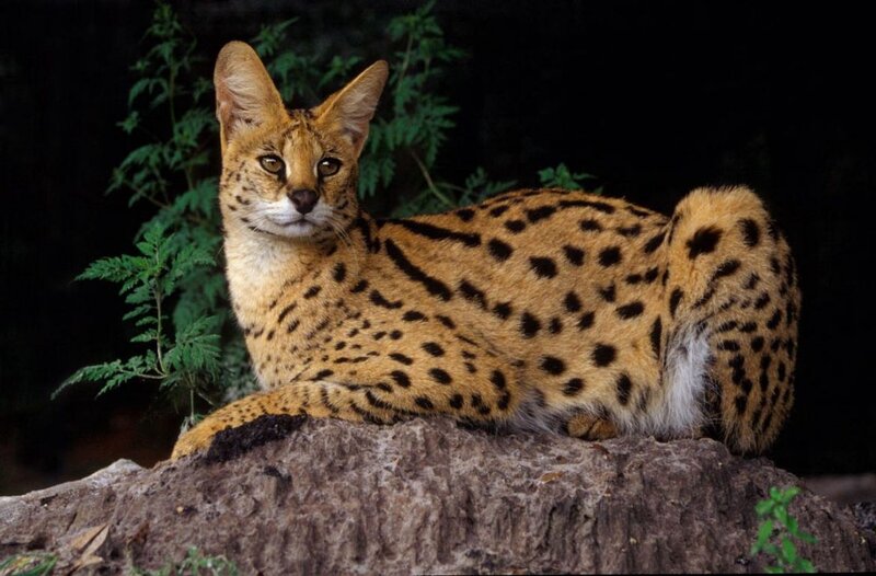 Serval Cat on Rock
