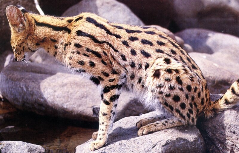 Serval cat on rocks