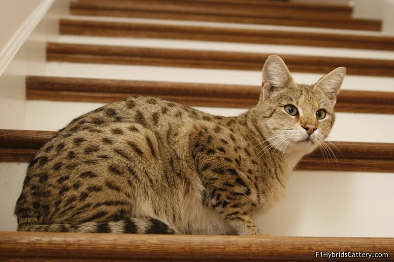 Serval cat on stairs