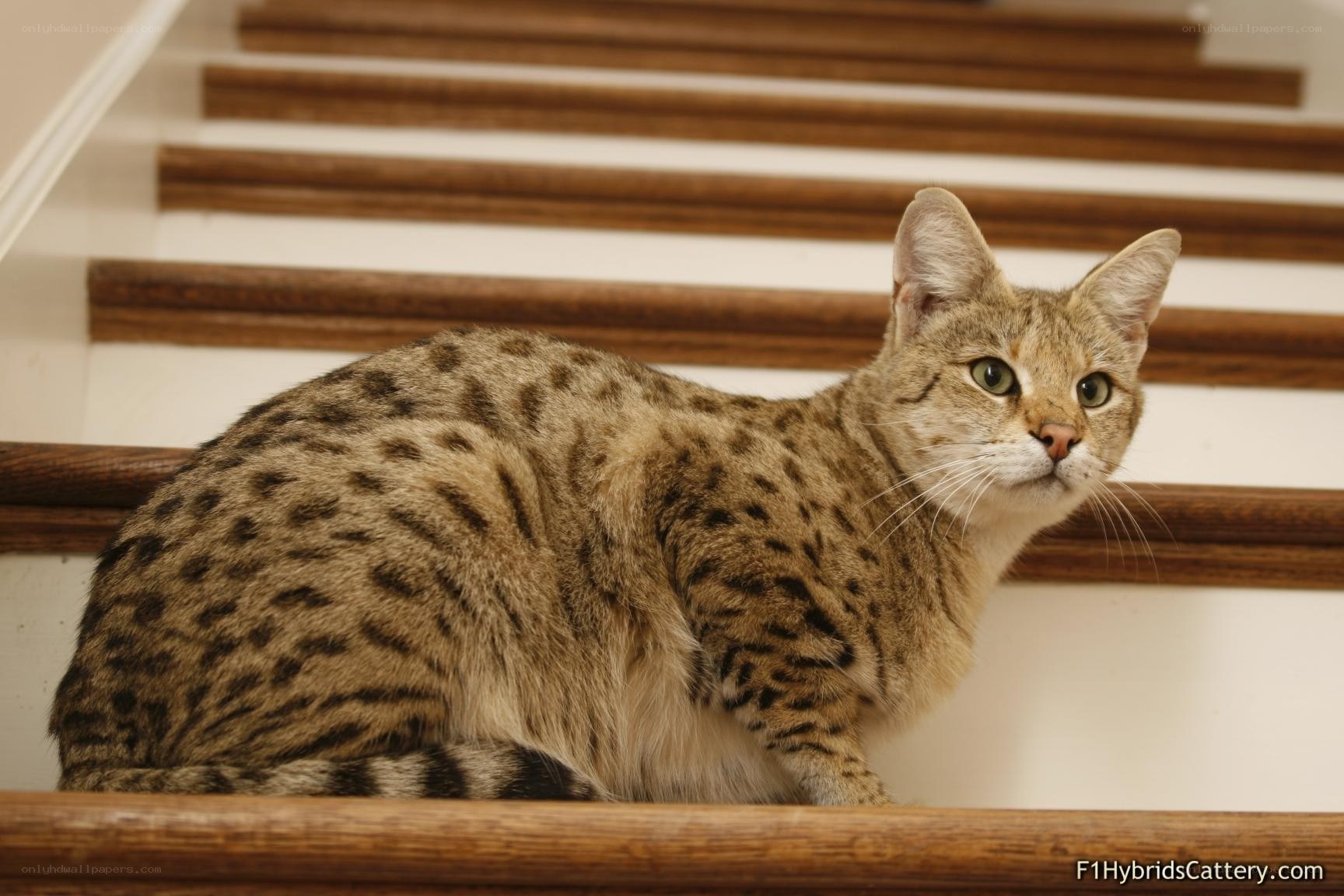 Serval cat on stairs