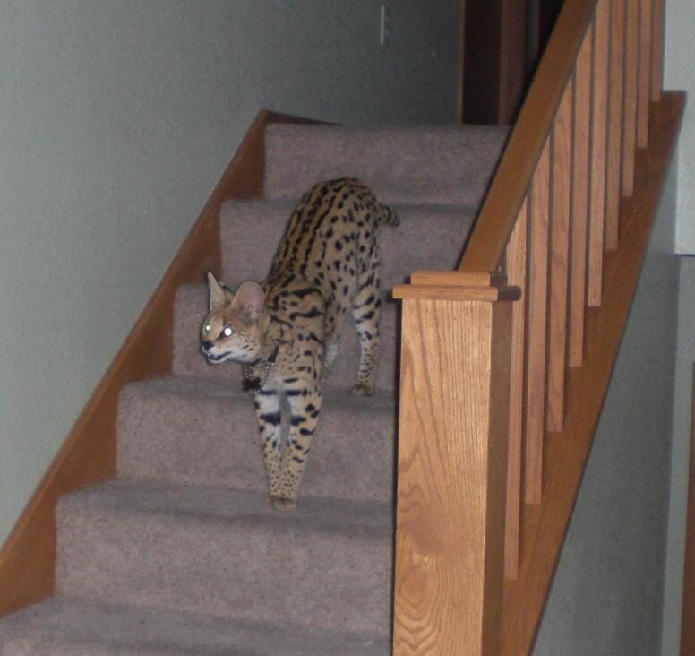 serval cat on stairs