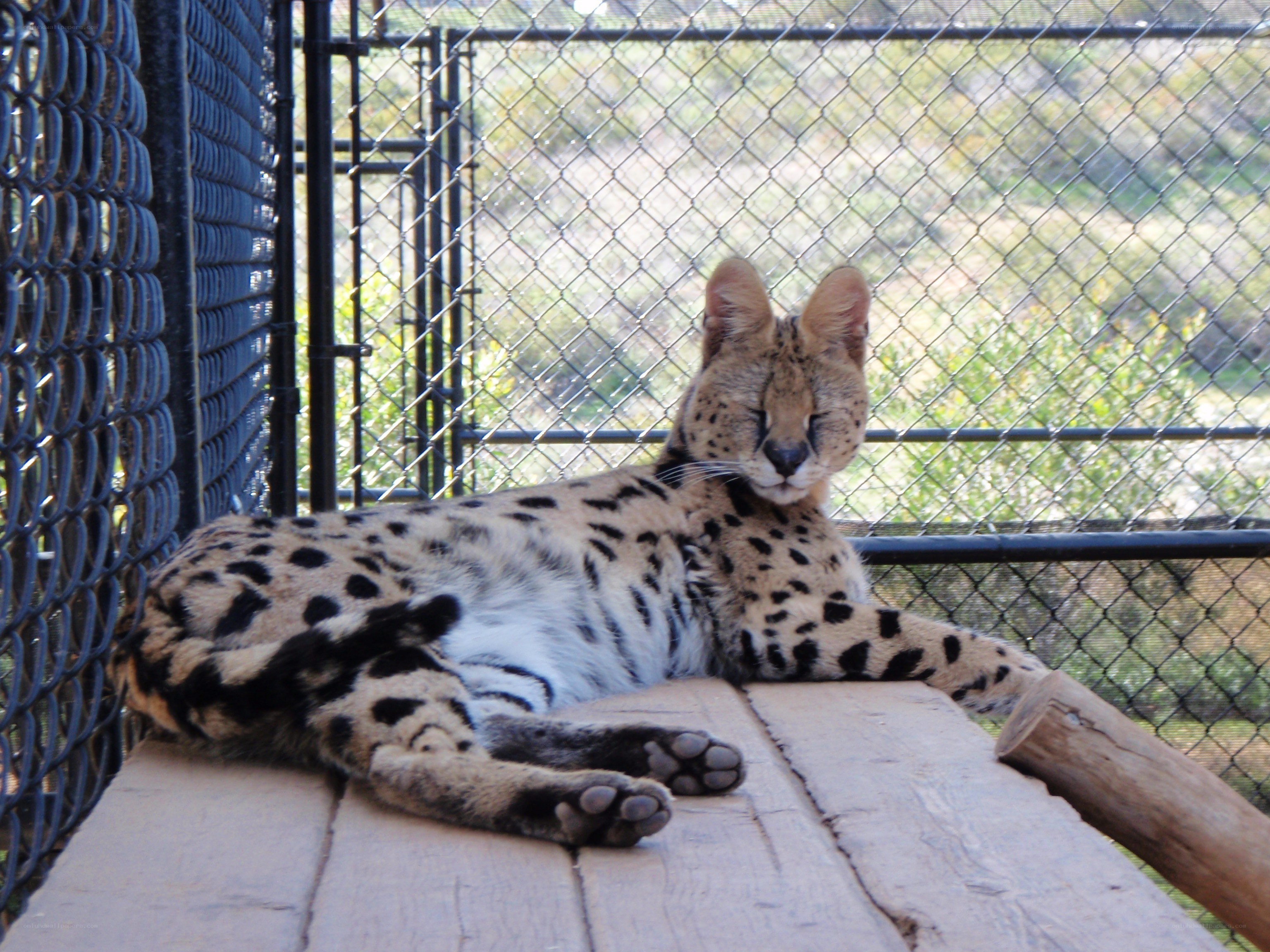 Serval cat resting in enclosure