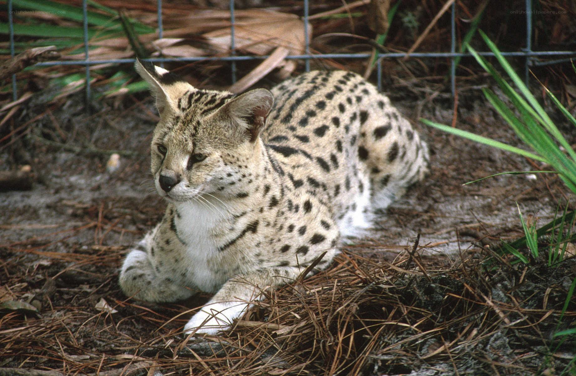 Serval cat resting in enclosure