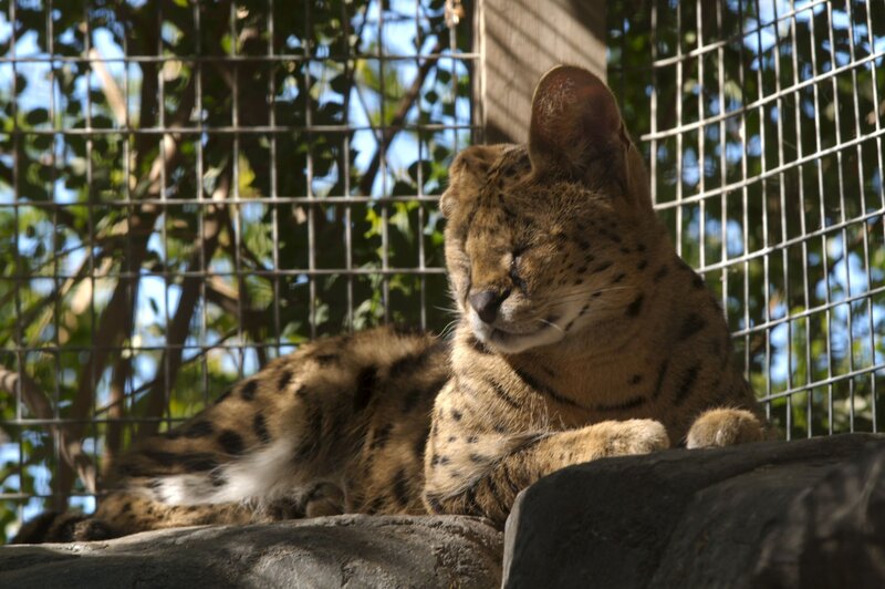 Serval cat resting in enclosure