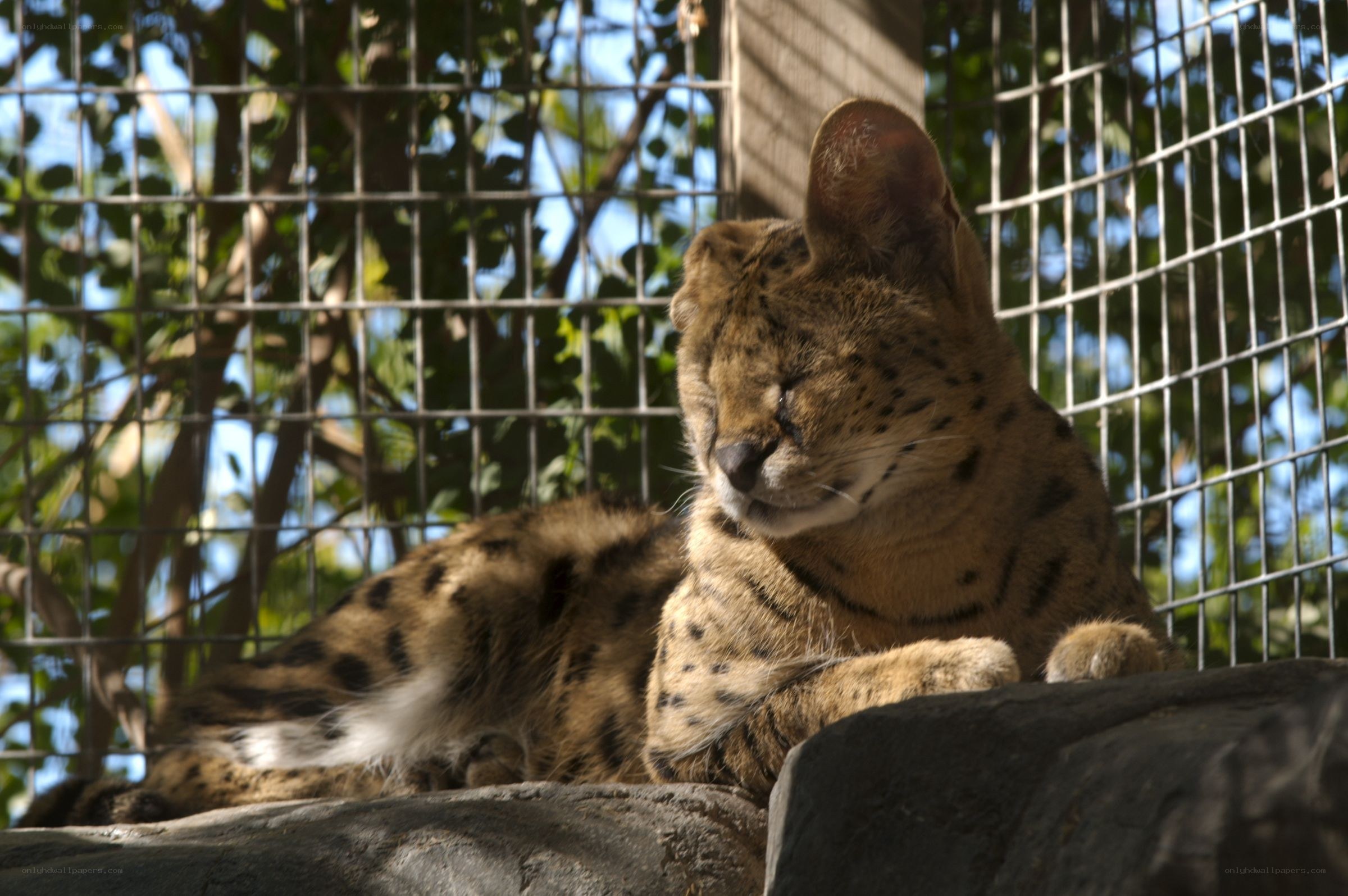 Serval cat resting in enclosure