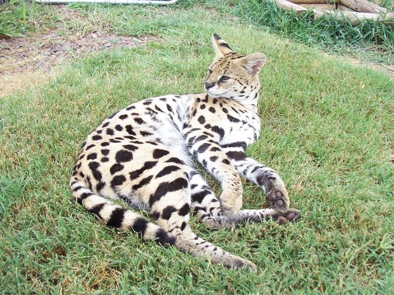 Serval cat resting on grass