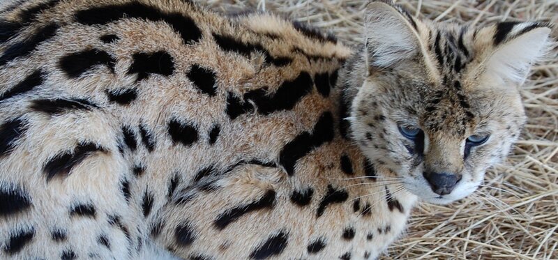 Serval cat resting on hay