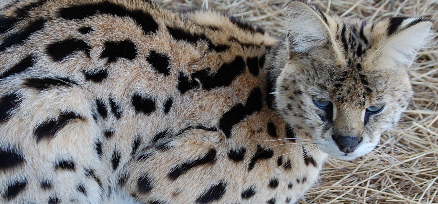 Serval cat resting on hay