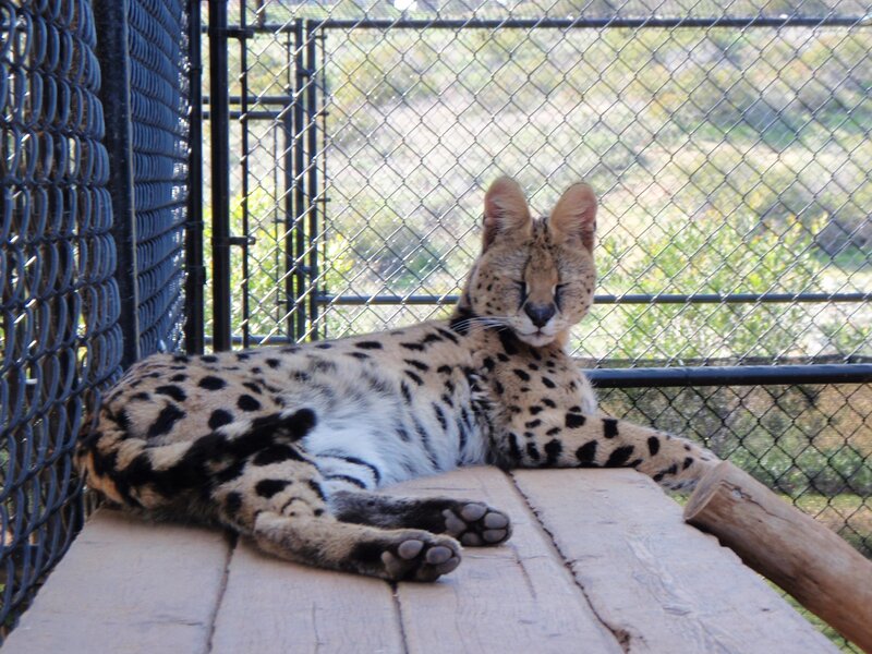Serval Cat Resting — Tan