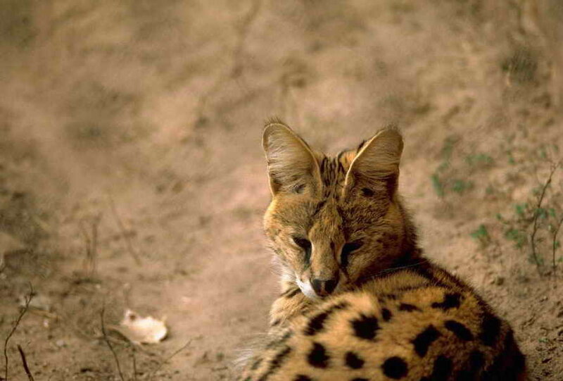 Serval Cat Resting