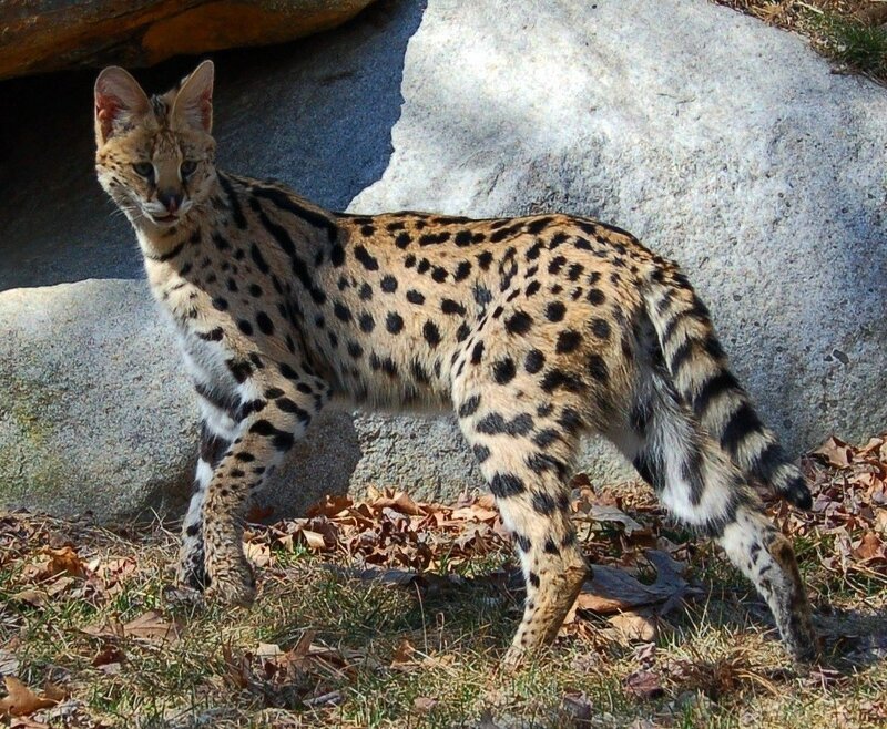 Serval Cat Standing — Brown