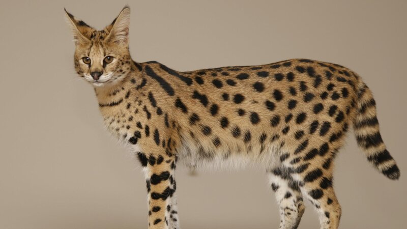 Serval Cat Standing — Tan, Neutral, Photograph