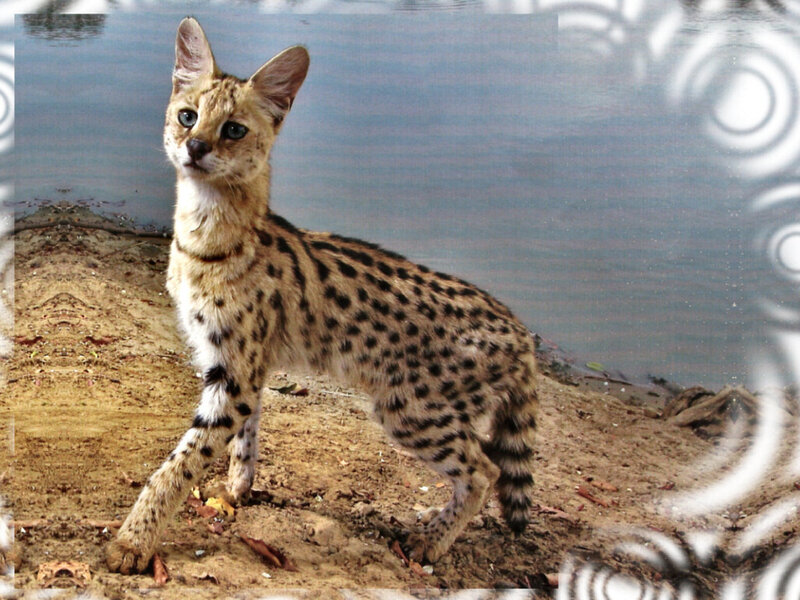 Serval Cat Standing