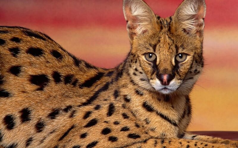 Serval Cat