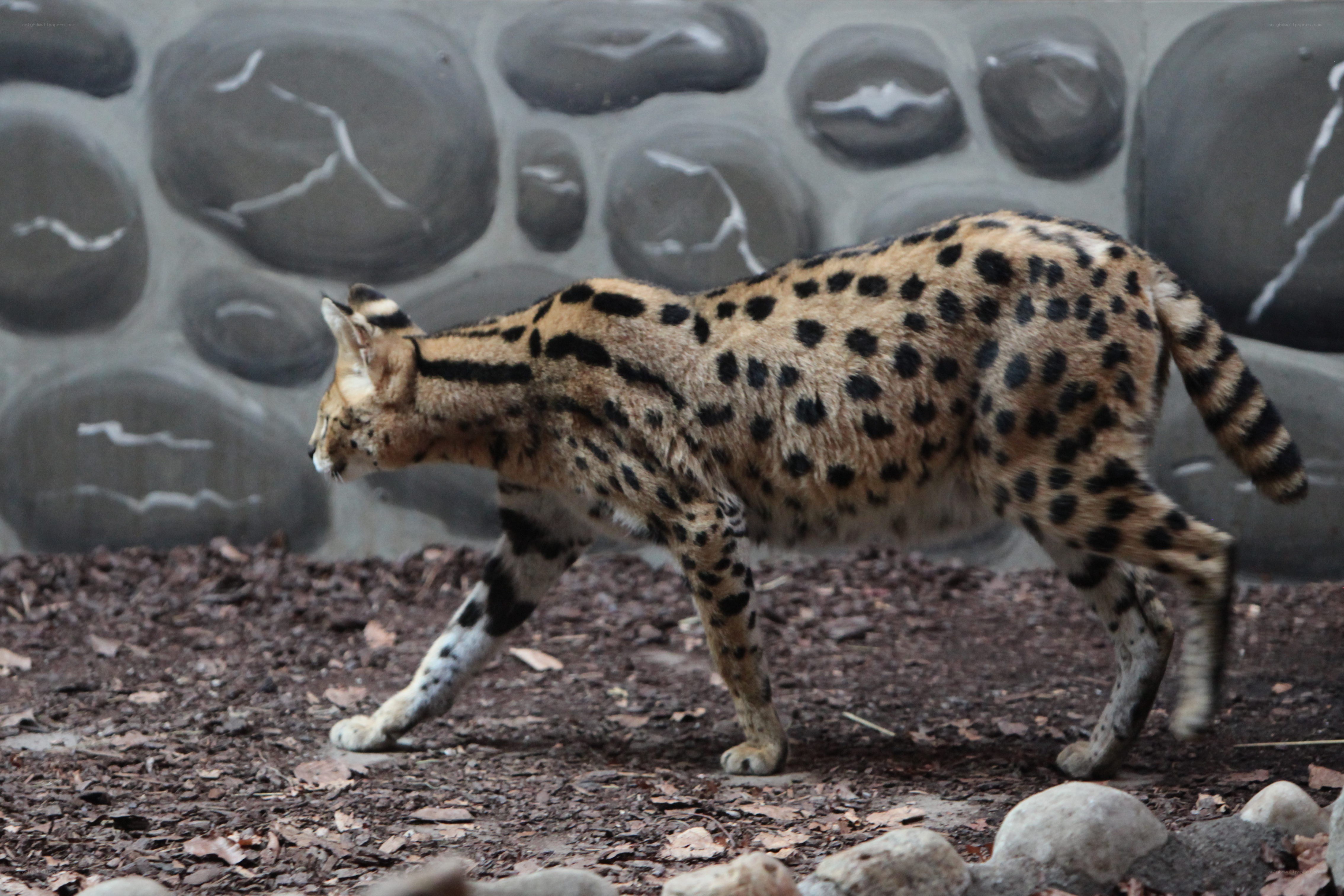 Serval cat walking in enclosure