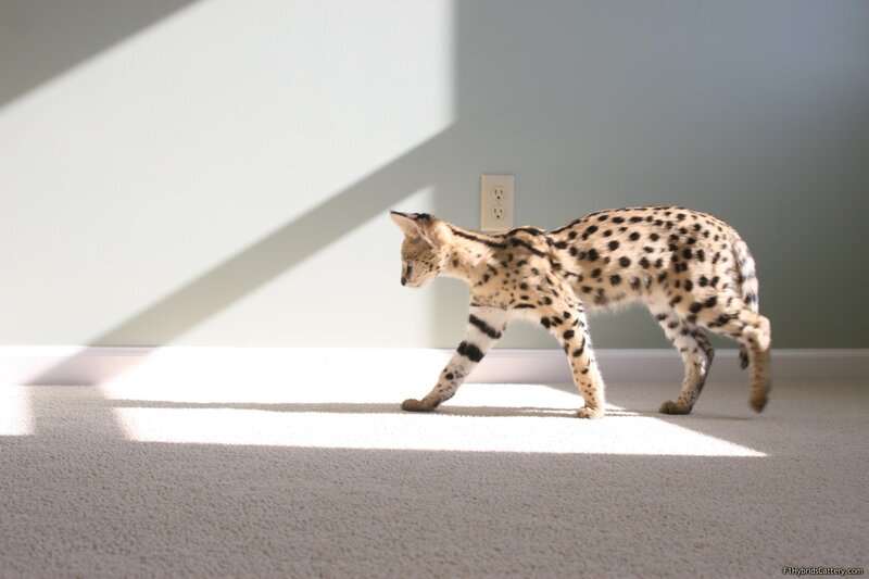 Serval cat walking in sunlight