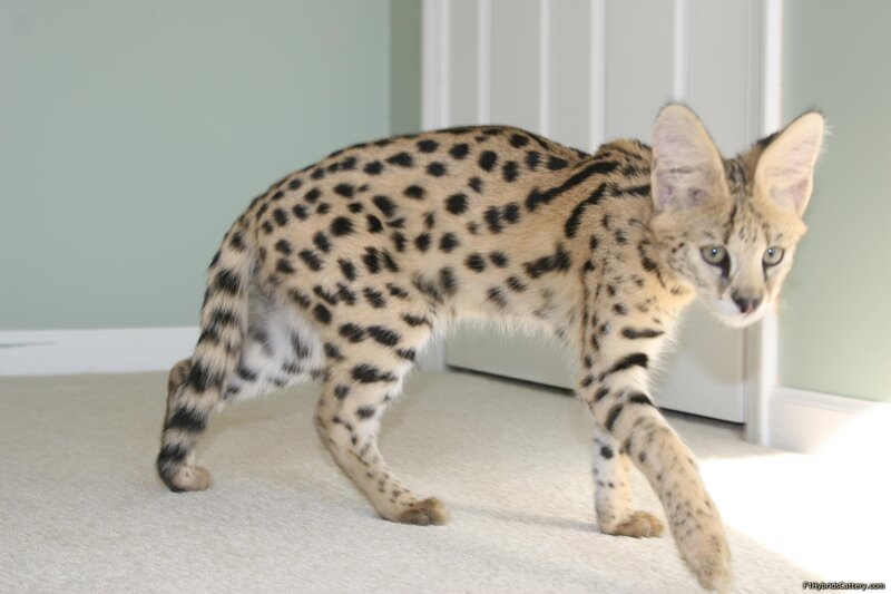 Serval cat walking indoors