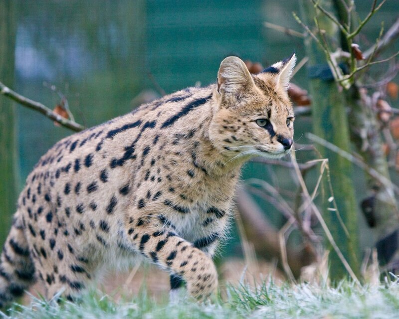 Serval Cat Walking