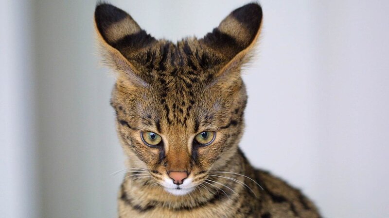 Serval Cat with Large Ears