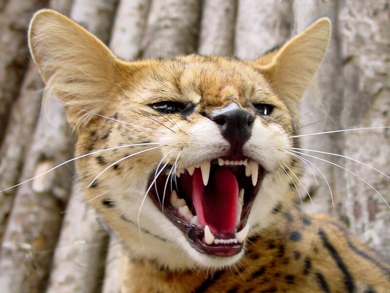 Serval Cat with Open Mouth — Brown