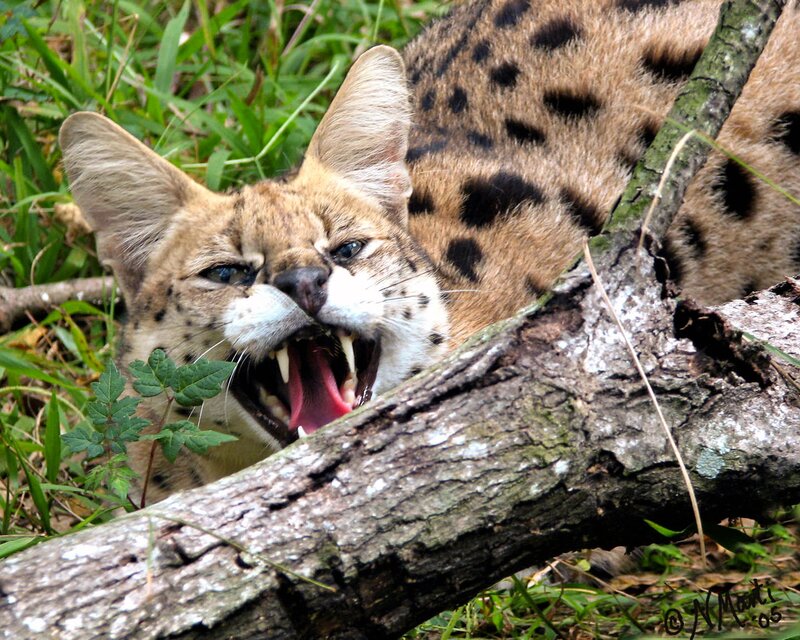 Serval cat with open mouth