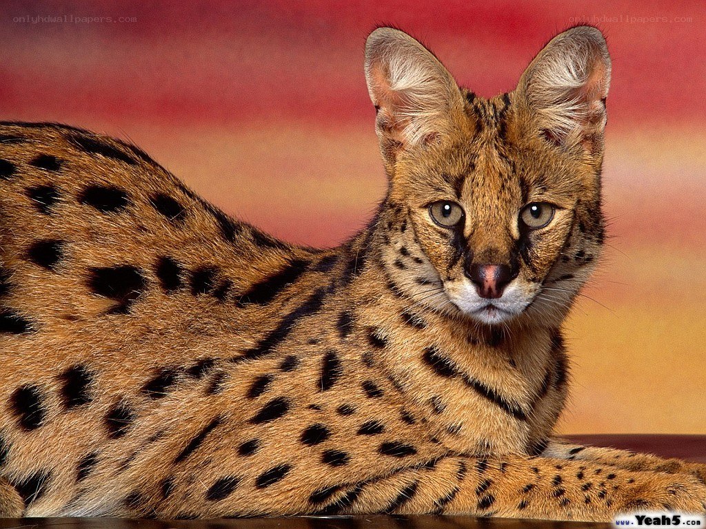 Serval cat with spotted coat