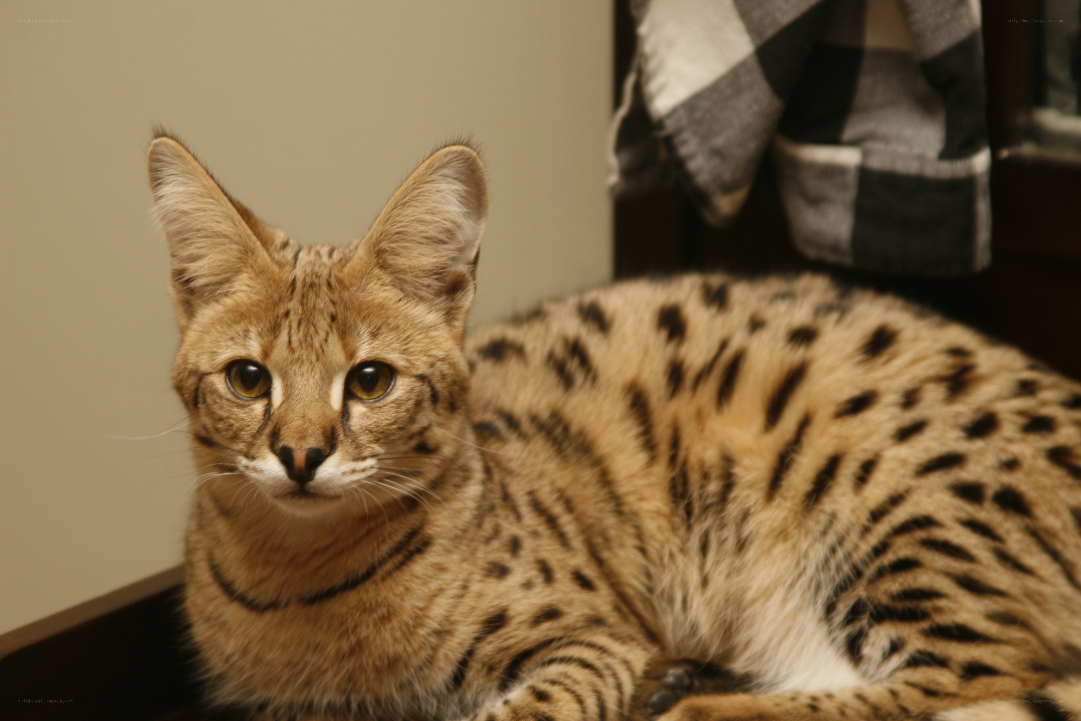 Serval cat with spotted coat