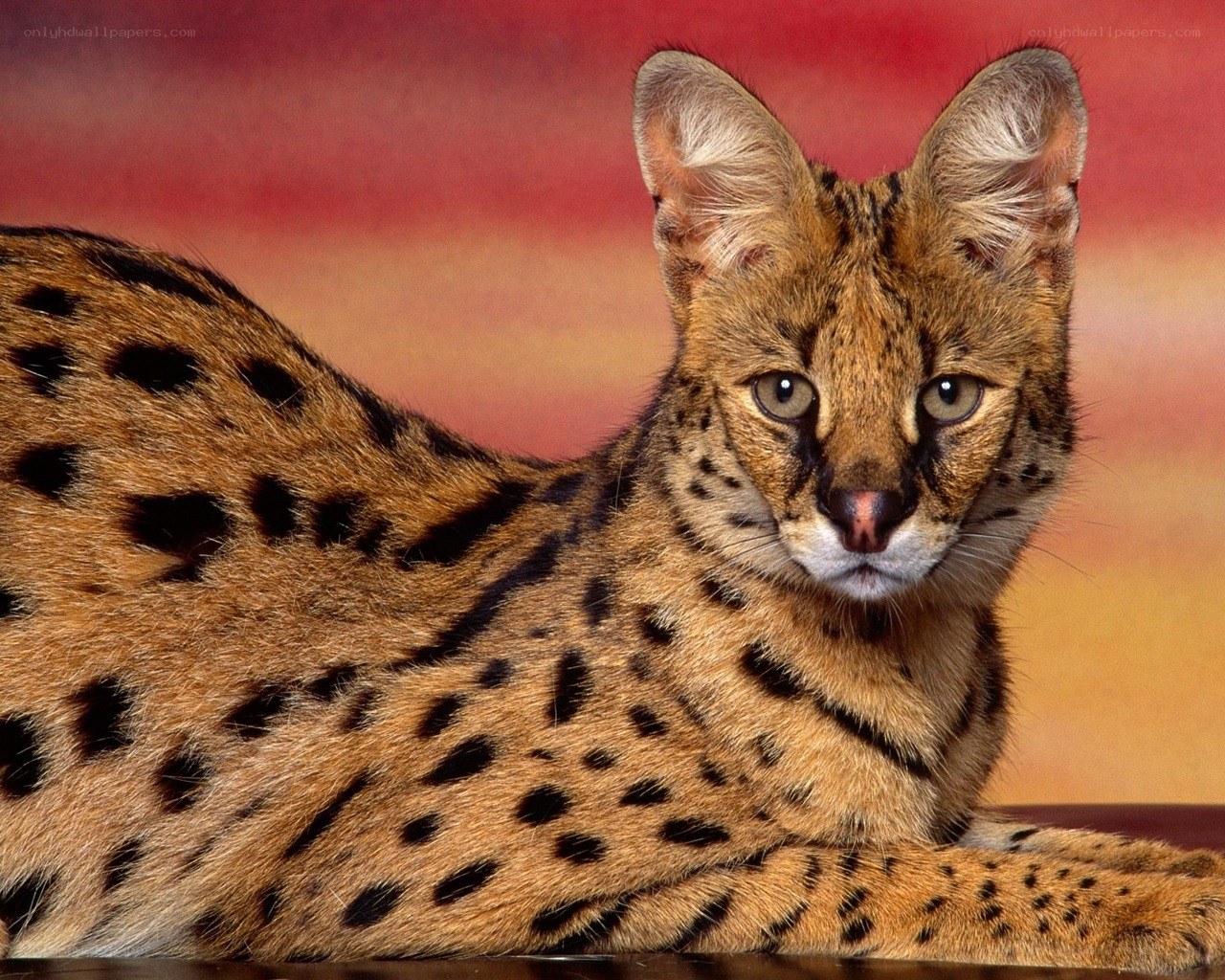 Serval cat with spotted coat