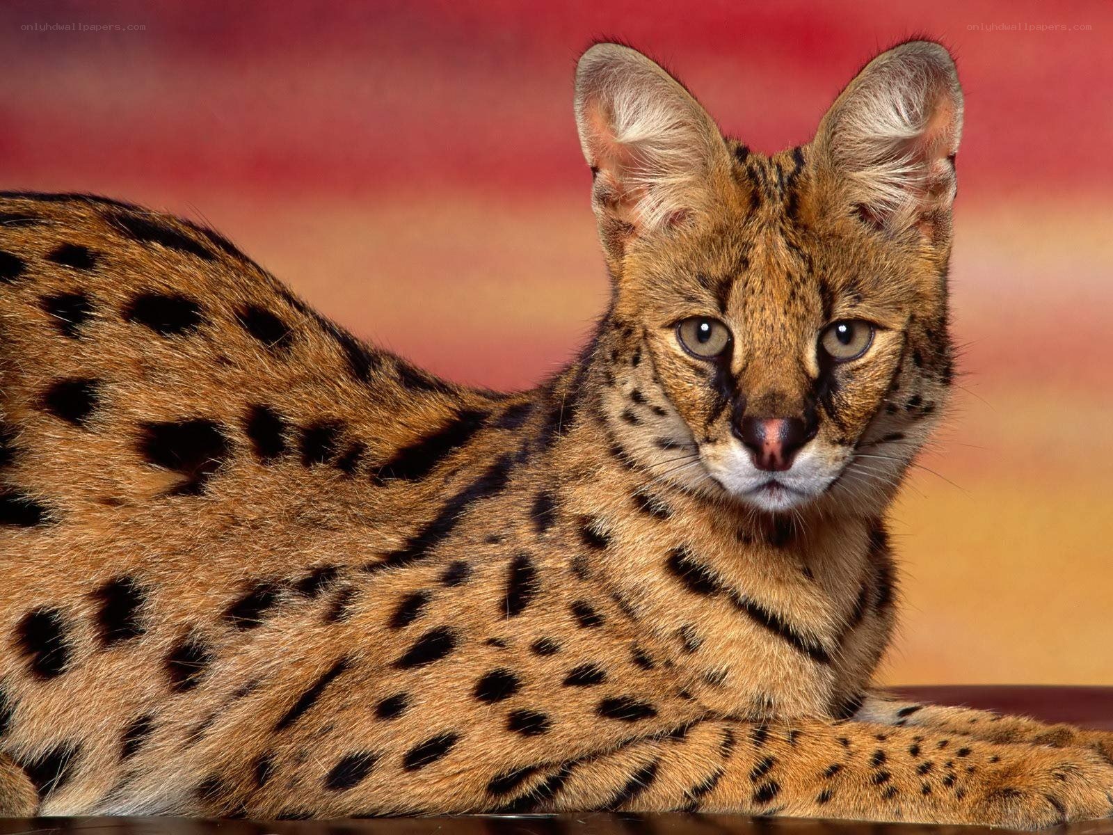 Serval cat with spotted coat