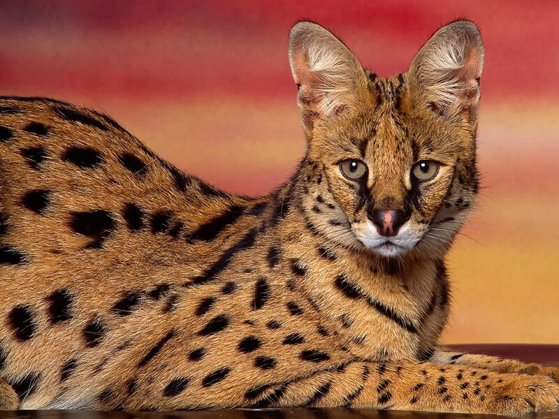 Serval cat with spotted coat
