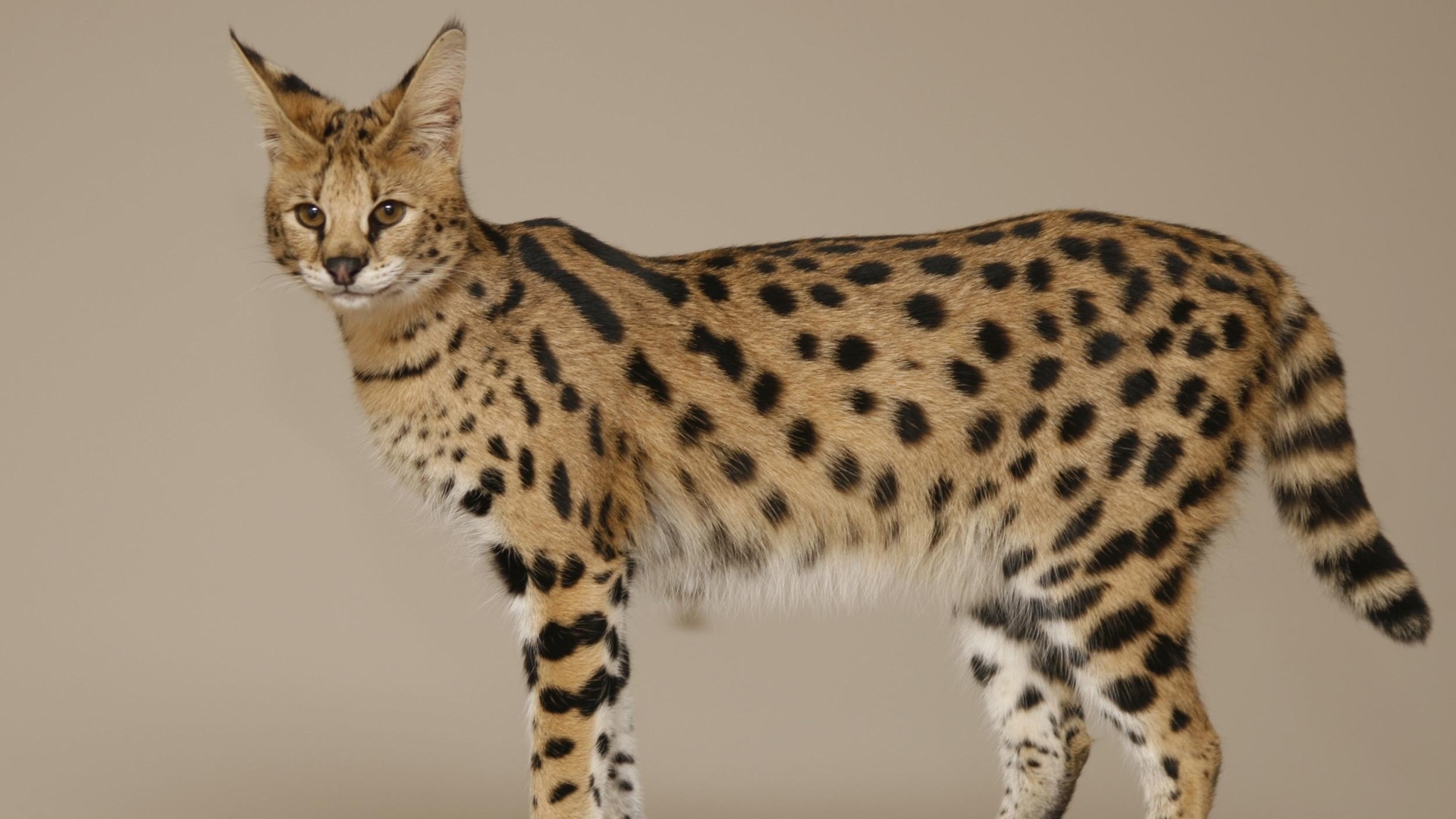 Serval cat with spotted coat